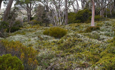 subalpine woodland