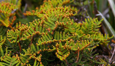 Alpine Coral-fern