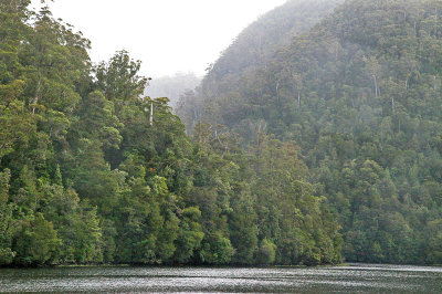 # Tasmania - Tarkine wilderness #