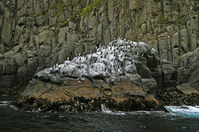 Black-faced Cormorants