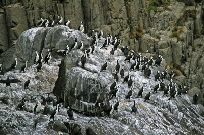 Black-faced Cormorants
