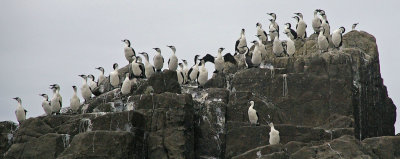 Black-faced Cormorants