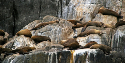 Australian Fur Seals