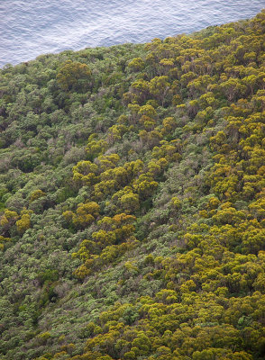 coastal forest contrasts
