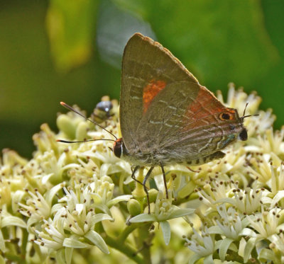 Bright Cornelian male