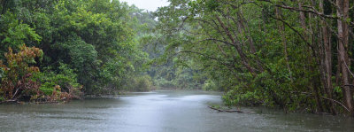 Daintree River anabranch