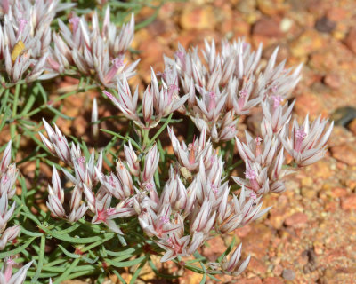 Copper Plant (Polycarpaea spirostylis)