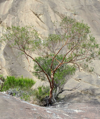 Glasshouse Mountains Tea-tree (Leptospermum luehmannii)