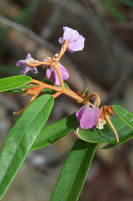 Keraudrenia hookeriana (Byttneriaceae)