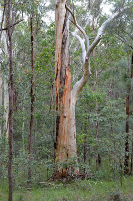 eucalypt