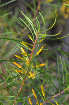 Small-leaved Geebung (Persoonia virgata)