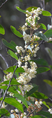 Large-leaved Hickory Wattle (Acacia falciformis)