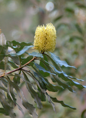 Glasshouse Banksia (Banksia conferta)