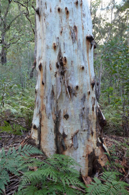 eucalypt