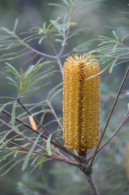 Hairpin Banksia (Banksia spinulosa)