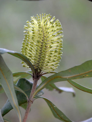 Coast Banksia (Banksia integrifolia)