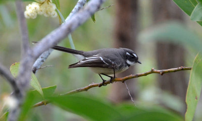 Grey Fantail