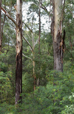 Blackbutt (Eucalyptus pilularis)