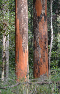 Grey Gum (Eucalyptus propinqua)