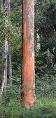 Grey Gum (Eucalyptus propinqua)