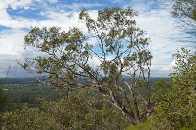 Queensland Peppermint (Eucalyptus exserta)
