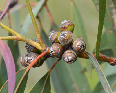 Queensland Peppermint (Eucalyptus exserta)