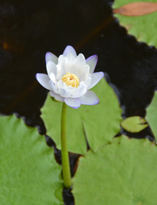 Giant Water-lily (Nymphaea gigantea)