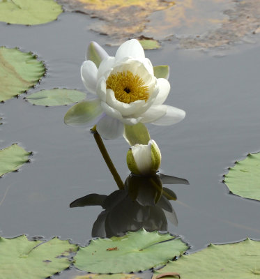 Giant Water-lily (Nymphaea gigantea)