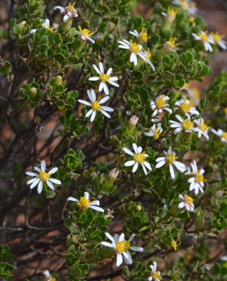 Mueller's Daisy Bush (Olearia muelleri)