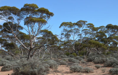 mallee with bluebush