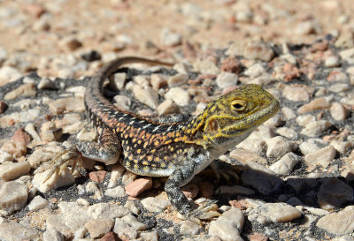 Painted Dragon (Ctenophorus pictus)