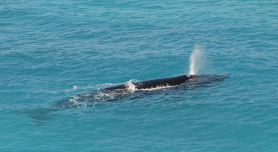 Southern Right Whale female