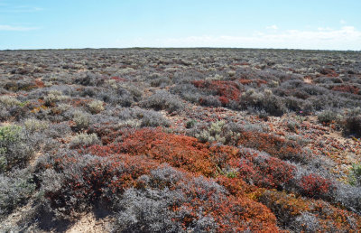 # Nullarbor Plain #