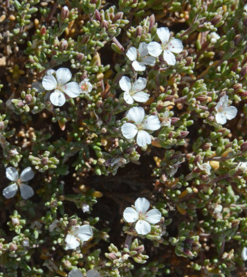 Small-leaf Sea-heath (Frankenia sessilis)