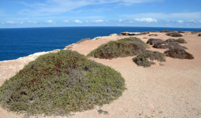 cliff-top vegetation