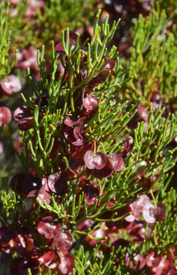 Desert Hop-bush (Dodonaea stenozyga)