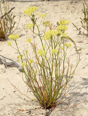 Pale Yellow Pop-flower (Glischrocaryon flavescens)