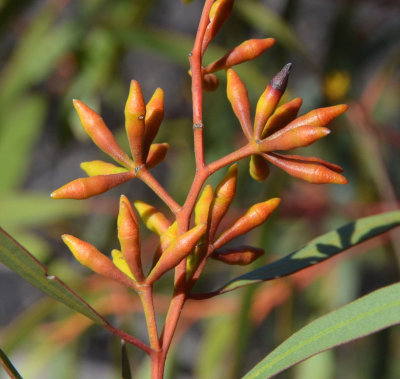 Yalata Mallee (Eucalyptus yalatensis)