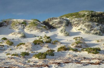 Eyre coastal dune