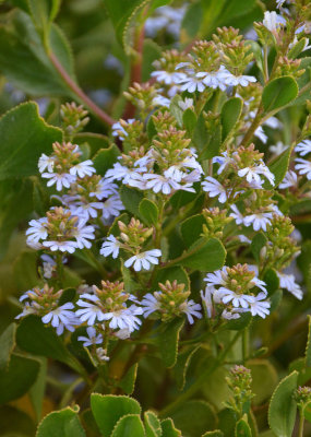 Thick-leaved Fanflower (Scaevola crassifolia)
