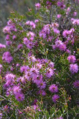 Pink Bottlebrush (Beaufortia schaueri)