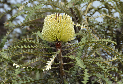 Showy Banksia (Banksia speciosa)