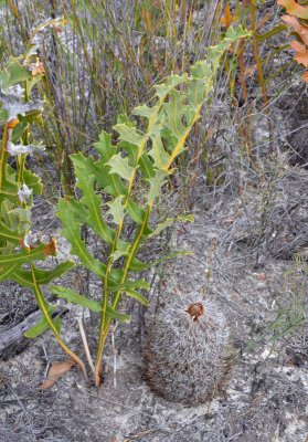 Creeping Banksia (Banksia repens)