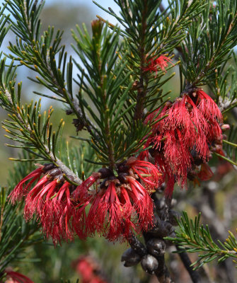 One-sided Bottlebrush (Calothamnus quadrifidus)