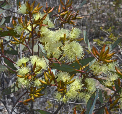 Esperance Plains Mallee (Eucalyptus tumida)