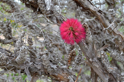 Granite Bottlebrush (Melaleuca elliptica)