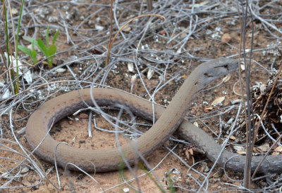 a scaly-foot (Pygopus sp)