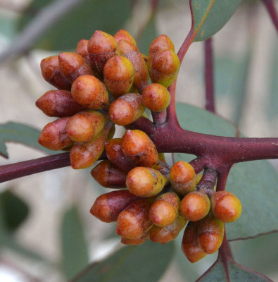 Hopetoun Mallee (Eucalyptus leptocalyx)
