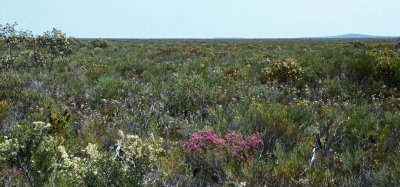 Cape Arid heath