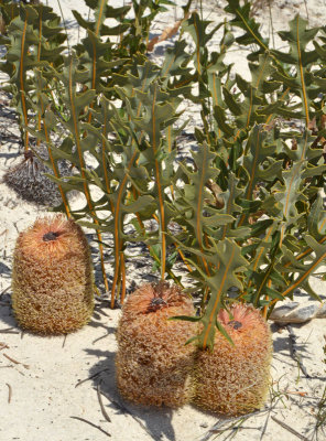 Creeping Banksia (Banksia repens)